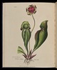 Original title:  Wild Flowers of Nova Scotia Sarracenia purpurea. Indian Cup (Plate IV).jpg - Wikimedia Commons