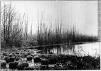 Original title:  Photograph Mosquito Swamp, copied about 1900 David Pearce Penhallow About 1900, 19th century or 20th century Silver salts on glass - Gelatin dry plate process 12 x 17 cm MP-0000.117.11 © McCord Museum Keywords:  Photograph (77678) , Waterscape (2986)