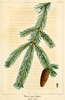 Titre original&nbsp;:    DescriptionNAS-148 Picea glauca.png English: Plate xxx from The North American Sylva: sssssssssssss. (Original caption: ccccccccccccccc. rrrrrrrrrrrrrrrrrr.) Date 1819 Source The North American sylva, or A description of the forest trees of the United States, Canada and Nova Scotia ... to which is added a description of the most useful of the European forest trees ... Tr. from the French of F. Andrew Michaux. Author François André Michaux (book author), Augustus Lucas Hillhouse (translator), iii (illustrator), eee (engraver)

