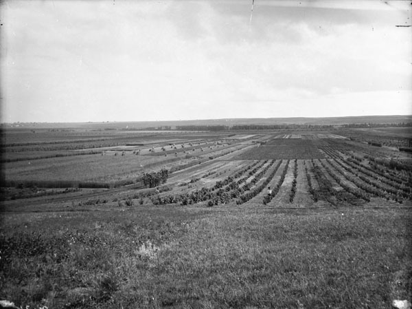 Titre original :  General view of Experimental Farm [Brandon, Manitoba]. 