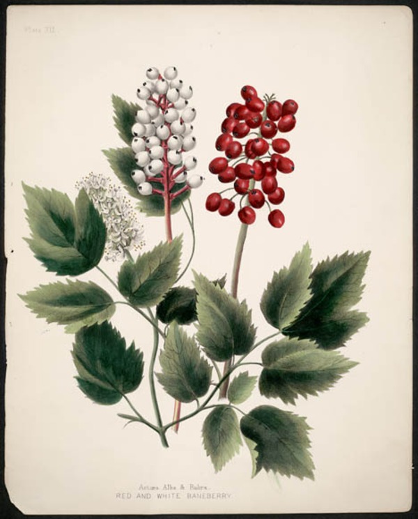 Titre original :  Actoea Alba & Rubra, Red and White Baneberry. 
